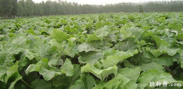 牛蒡适宜在什么环境下种植? 牛蒡适宜在什么环境下种植?