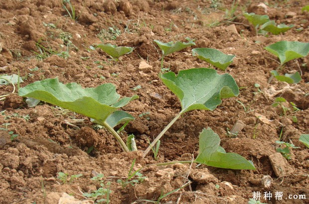 牛蒡适宜在什么环境下种植? 牛蒡适宜在什么环境下种植?