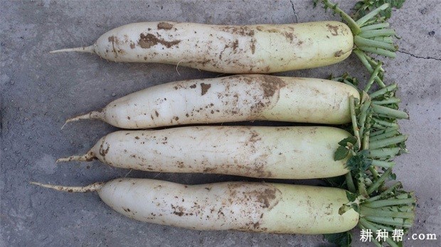 春雷萝卜品种好不好? 春雷萝卜品种好不好?