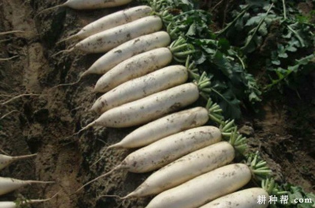 春雷萝卜品种好不好? 春雷萝卜品种好不好?