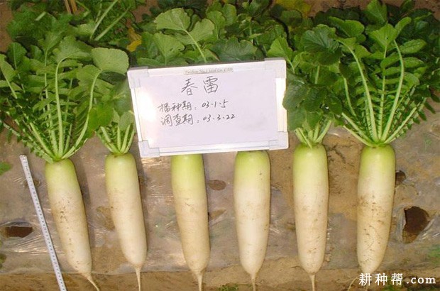 春雷萝卜品种好不好? 春雷萝卜品种好不好?