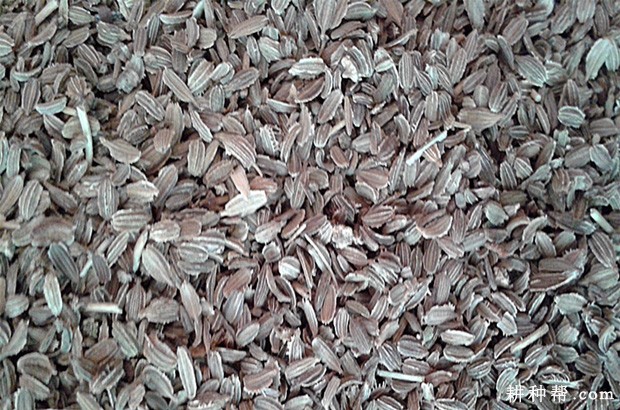 胡萝卜种子如何浸种催芽？