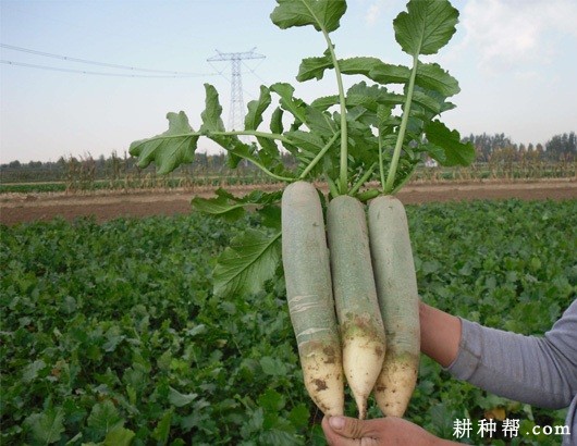 夏青55号萝卜品种好不好? 夏青55号萝卜品种好不好?