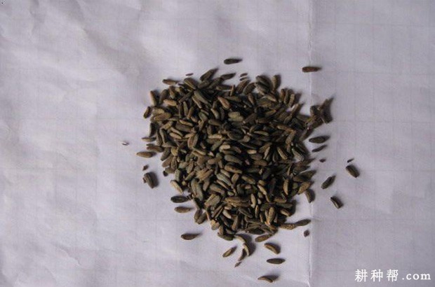 牛蒡种子播种前如何处理？