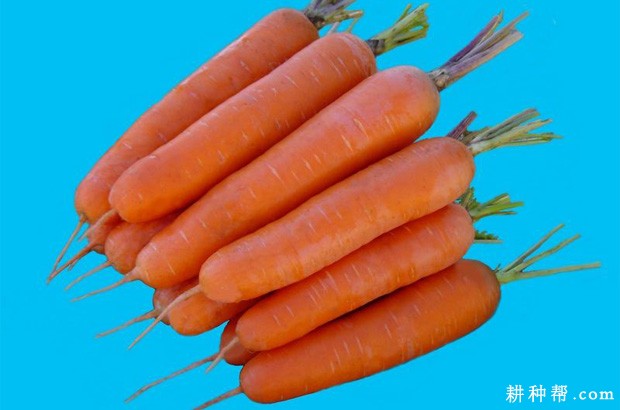 金红四号胡萝卜品种好不好？