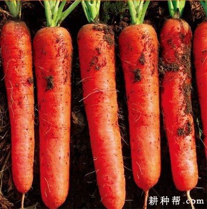 金红四号胡萝卜品种好不好？