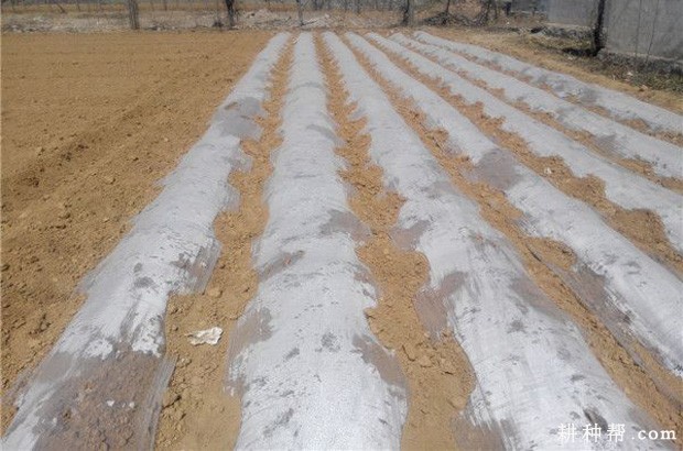 牛蒡怎样播种? 牛蒡怎样播种?