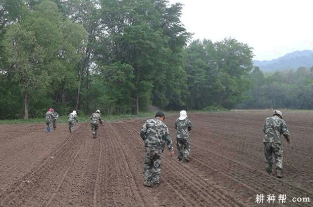 牛蒡怎样播种? 牛蒡怎样播种?