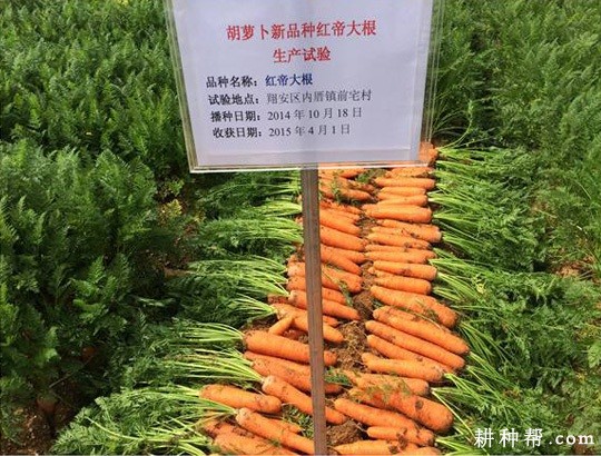 红帝大根胡萝卜品种好不好？
