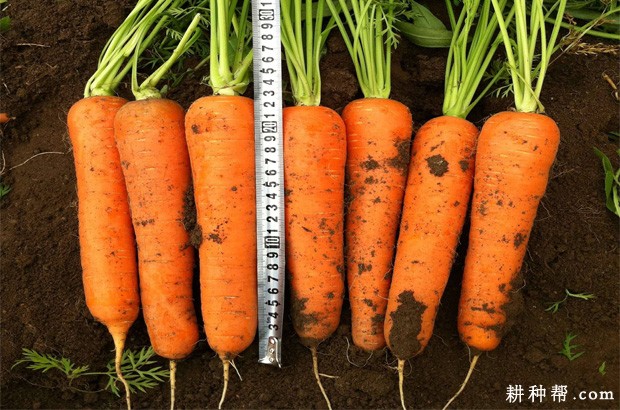 金玉3号胡萝卜品种好不好? 金玉3号胡萝卜品种好不好?