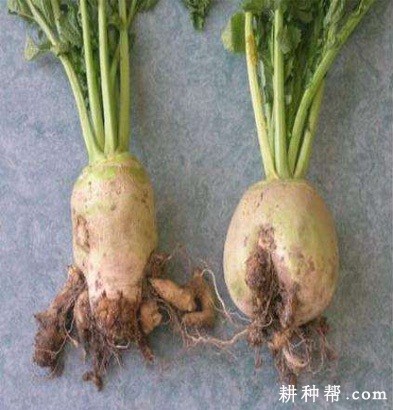 萝卜根肿病怎么防治? 萝卜根肿病怎么防治?