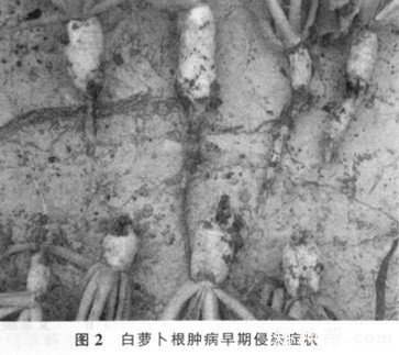 萝卜根肿病怎么防治? 萝卜根肿病怎么防治?