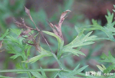 胡萝卜黑斑病如何防治? 胡萝卜黑斑病如何防治?