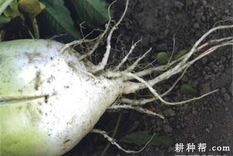 萝卜根结线虫病如何防治？