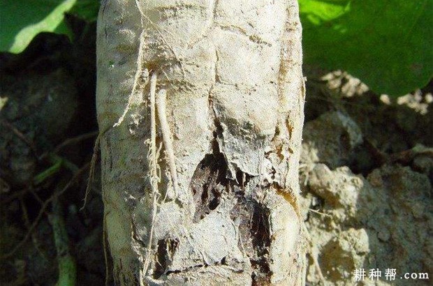 萝卜黑根病如何防治? 萝卜黑根病如何防治?
