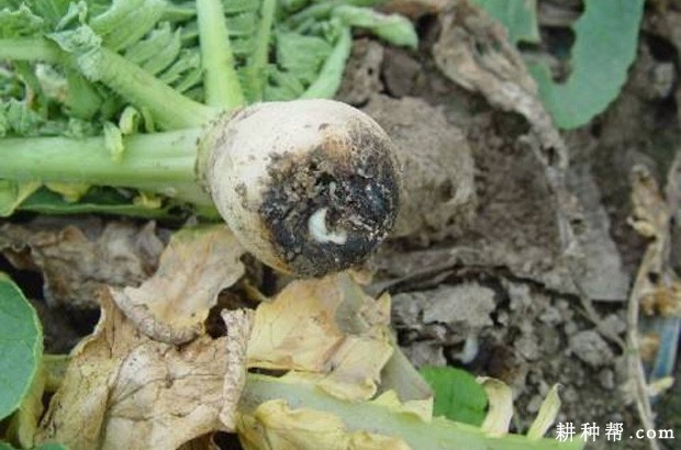 萝卜黑根病如何防治? 萝卜黑根病如何防治?