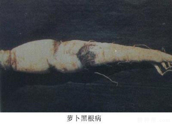 萝卜黑根病如何防治? 萝卜黑根病如何防治?