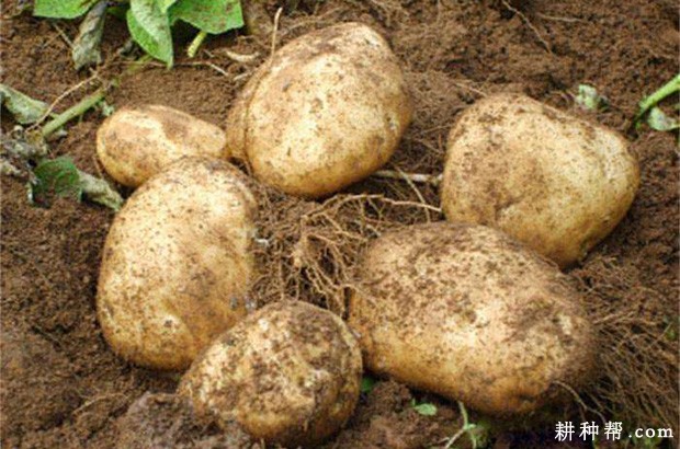 什么样的环境**适合种植马铃薯? 什么样的环境**适合种植马铃薯?