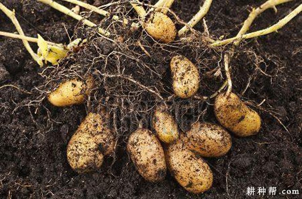 什么样的环境**适合种植马铃薯? 什么样的环境**适合种植马铃薯?