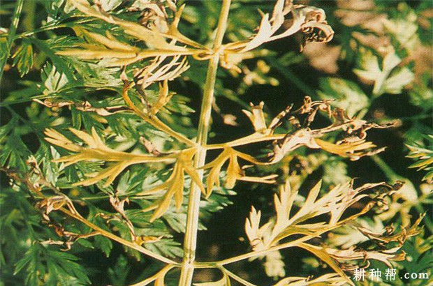 胡萝卜黑腐病如何防治? 胡萝卜黑腐病如何防治?