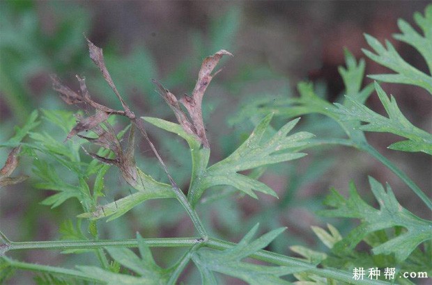 胡萝卜黑腐病如何防治? 胡萝卜黑腐病如何防治?