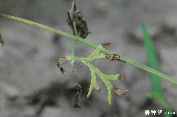 胡萝卜黑腐病如何防治? 胡萝卜黑腐病如何防治?