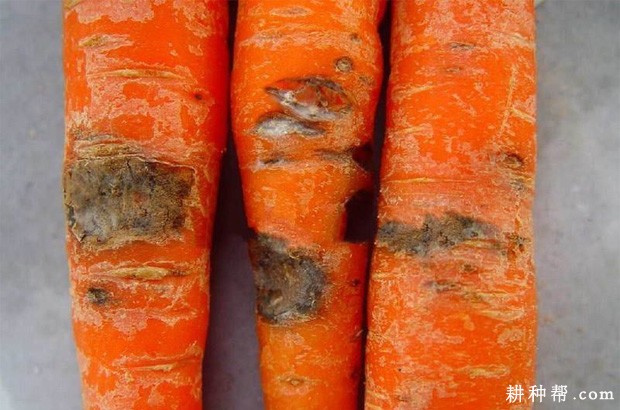 胡萝卜黑腐病如何防治? 胡萝卜黑腐病如何防治?