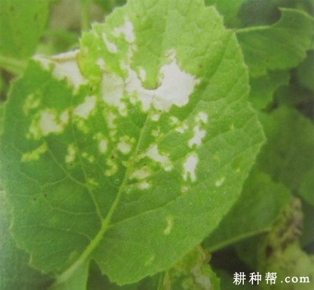 萝卜白斑病如何防治? 萝卜白斑病如何防治?