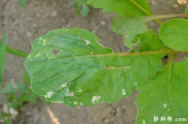 萝卜白斑病如何防治? 萝卜白斑病如何防治?