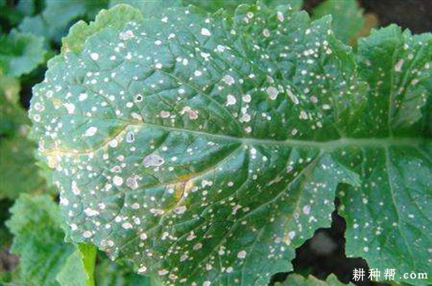 萝卜白斑病如何防治? 萝卜白斑病如何防治?