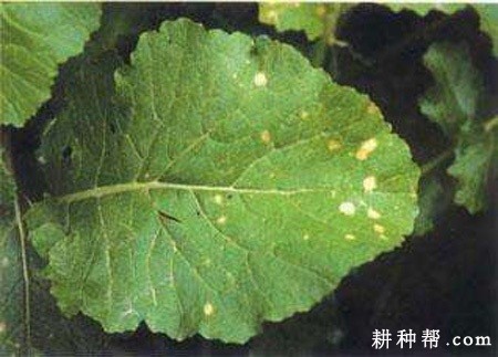 萝卜白斑病如何防治? 萝卜白斑病如何防治?