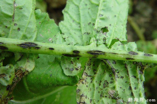 萝卜炭疽病如何防治? 萝卜炭疽病如何防治?