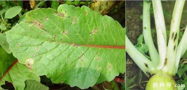 萝卜炭疽病如何防治? 萝卜炭疽病如何防治?