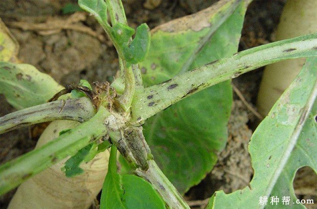 萝卜炭疽病如何防治? 萝卜炭疽病如何防治?