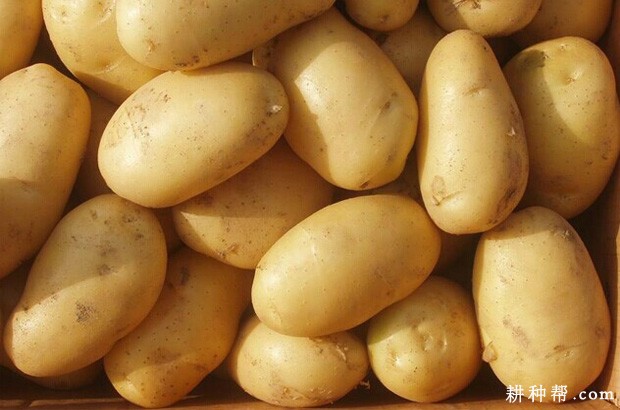 马铃薯不能和什么一起吃? 马铃薯不能和什么一起吃?