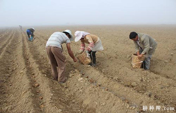 马铃薯播种深度多少为好? 马铃薯播种深度多少为好?