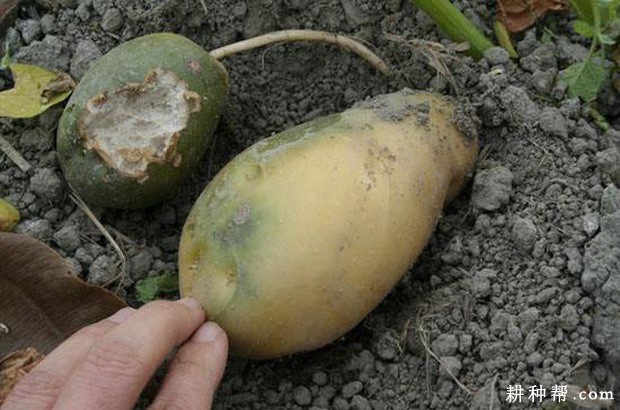 马铃薯播种深度多少为好? 马铃薯播种深度多少为好?