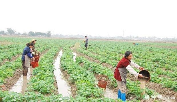 中原二作区秋马铃薯如何种植? 中原二作区秋马铃薯如何种植?