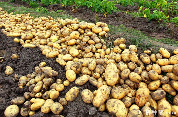马铃薯生长发育需要多少肥料? 马铃薯生长发育需要多少肥料?