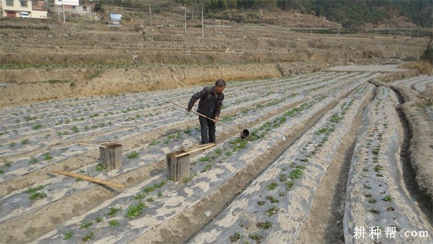 马铃薯生长发育需要多少肥料? 马铃薯生长发育需要多少肥料?