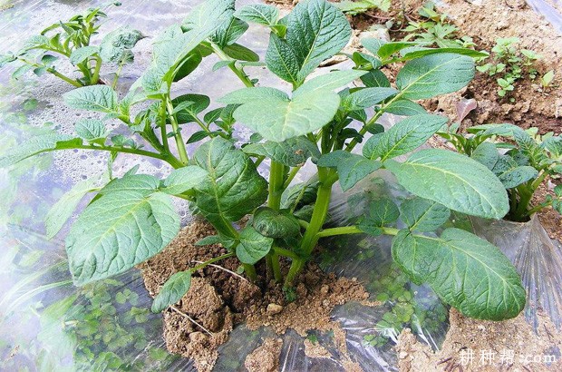 马铃薯生长发育需要多少肥料? 马铃薯生长发育需要多少肥料?