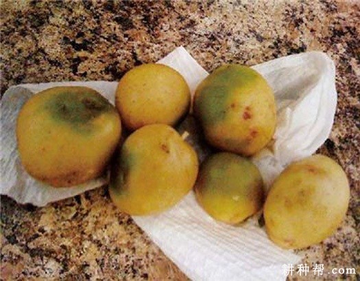 马铃薯种植过浅会怎么样? 马铃薯种植过浅会怎么样?