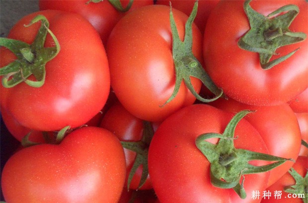 胡萝卜微管蚜如何防治？