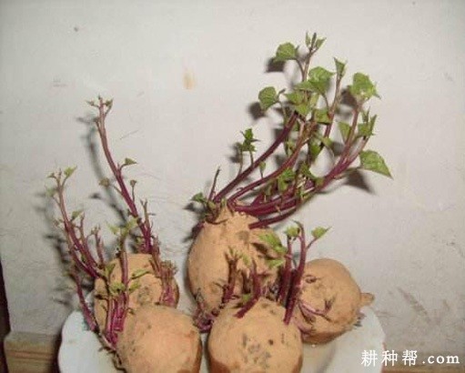 红薯发芽有什么特点? 红薯发芽有什么特点?