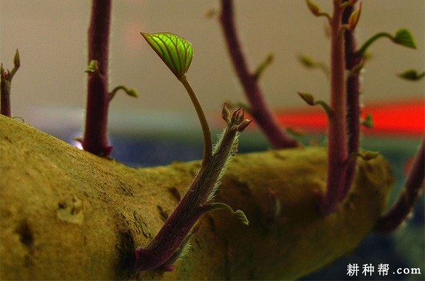 红薯发芽有什么特点? 红薯发芽有什么特点?