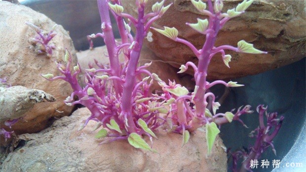 红薯发芽有什么特点? 红薯发芽有什么特点?