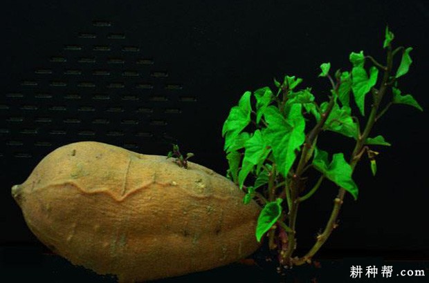 红薯发芽有什么特点? 红薯发芽有什么特点?