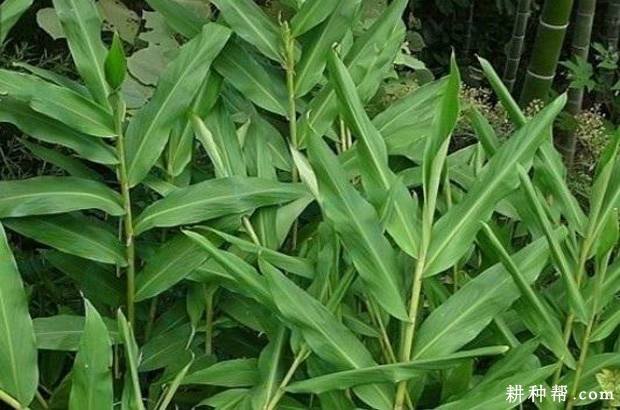 生姜的叶片有什么特点? 生姜的叶片有什么特点?
