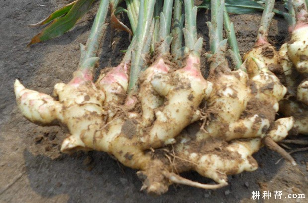 生姜有哪些故事传说？