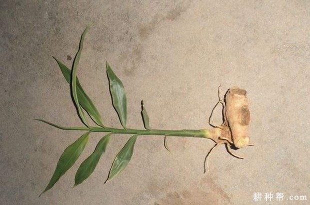 生姜的叶片有什么特点? 生姜的叶片有什么特点?